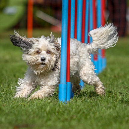 Agility houpačka pro psy