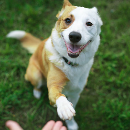 Agility houpačka pro psy