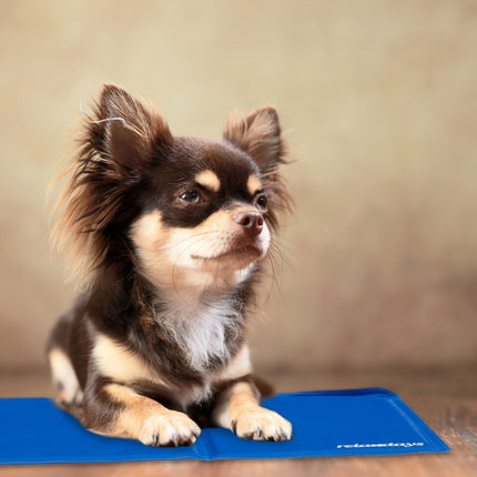 Blaue Kühlmatte für Hunde