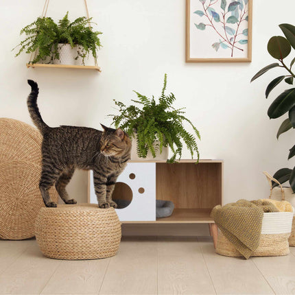 Katzenschrank mit Eingang