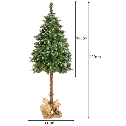 Vánoční stromek na kmeni – diamantová borovice 180cm