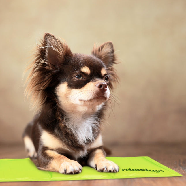 Koelmat voor honden