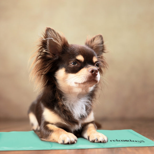 Koelmat voor honden