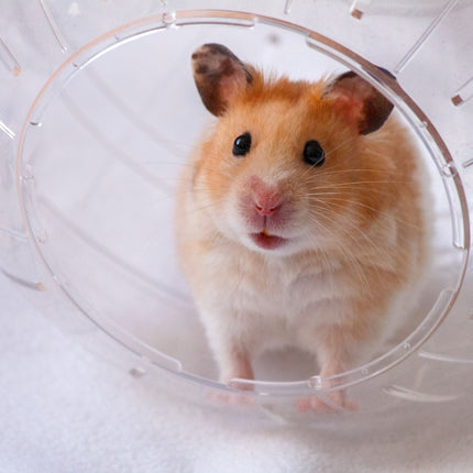 Hamsterball mit grauem Deckel