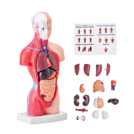 Human Torso Anatomy Model, 11-Inch, 15 Parts, Removable Organs
