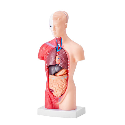 Human Torso Anatomy Model, 11-Inch, 15 Parts, Removable Organs