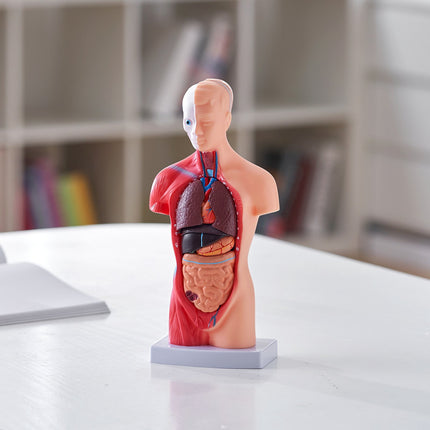 Human Torso Anatomy Model, 11-Inch, 15 Parts, Removable Organs