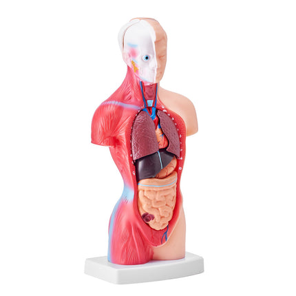 Human Torso Anatomy Model, 11-Inch, 15 Parts, Removable Organs