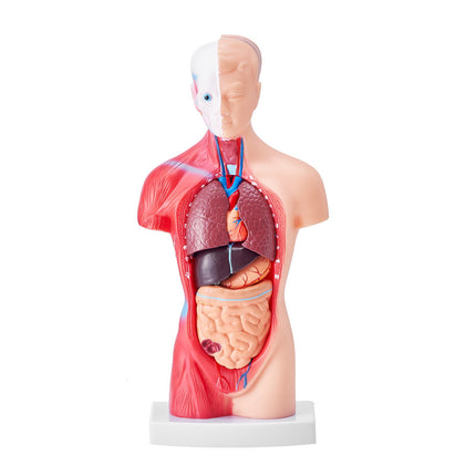 Human Torso Anatomy Model, 11-Inch, 15 Parts, Removable Organs
