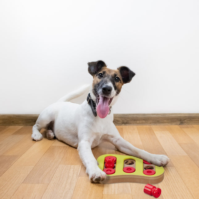Intelligentes Spielzeug für Hunde
