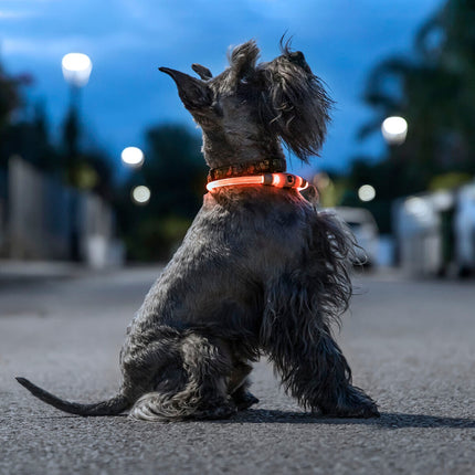 LED obojek pro mazlíčky Petlux InnovaGoods