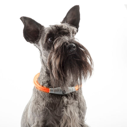 LED obojek pro mazlíčky Petlux InnovaGoods