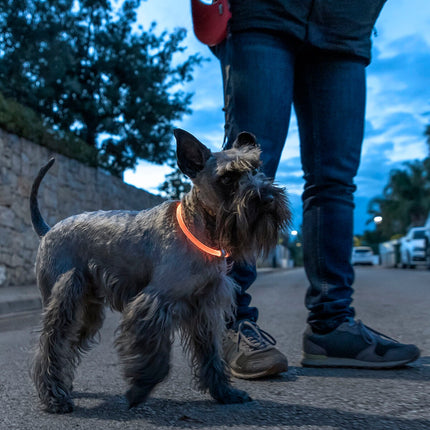 LED obojek pro mazlíčky Petlux InnovaGoods