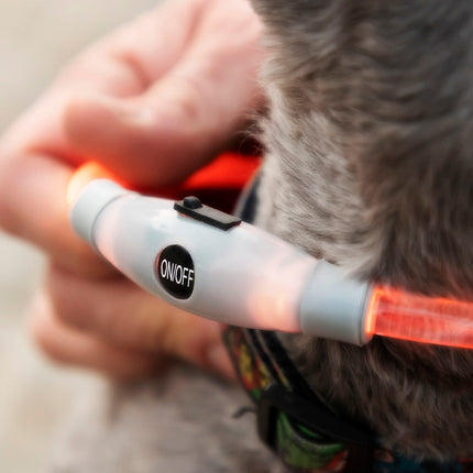 LED obojek pro mazlíčky Petlux InnovaGoods