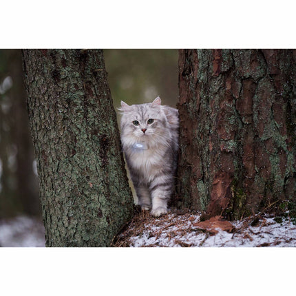 GPS lokátor Lilcat 2 pro kočky