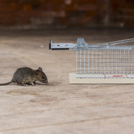 Live Mouse Trap Set – Humane Rodent Catch and Release