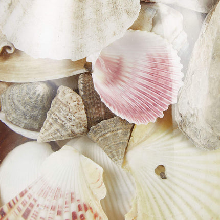 Muschelglas-Set 3-teilig