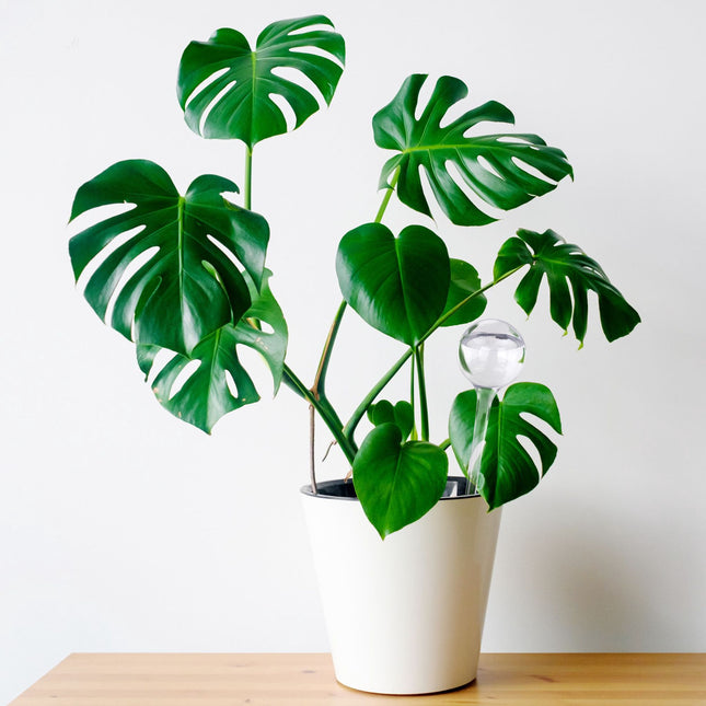 Sada 5 ks zavlažovacích koulí