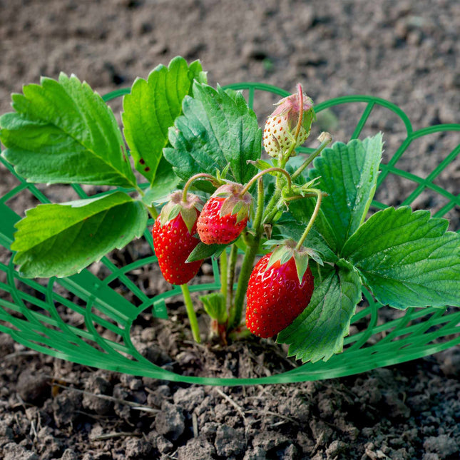 Strawberry holder in a set