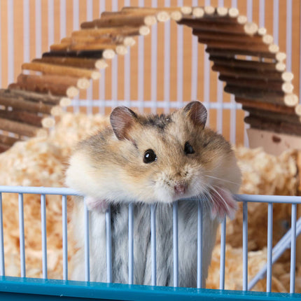 Suspension bridge rodent set of 3