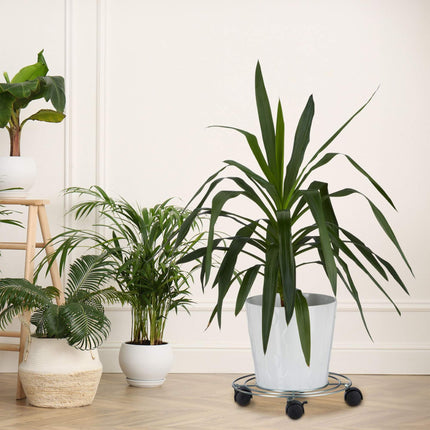 Vegetal, sada 2 ks