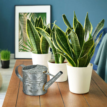 Water jug metal